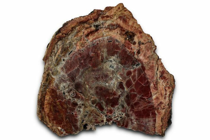 Polished Petrified Wood (Araucarioxylon) - Arizona #358839